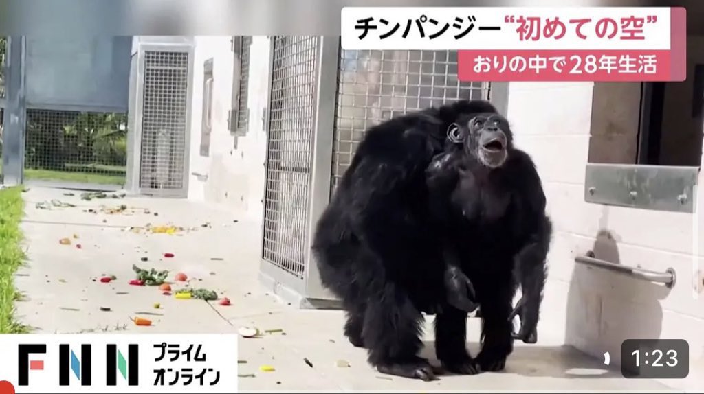 ロドリゴ・サントロ