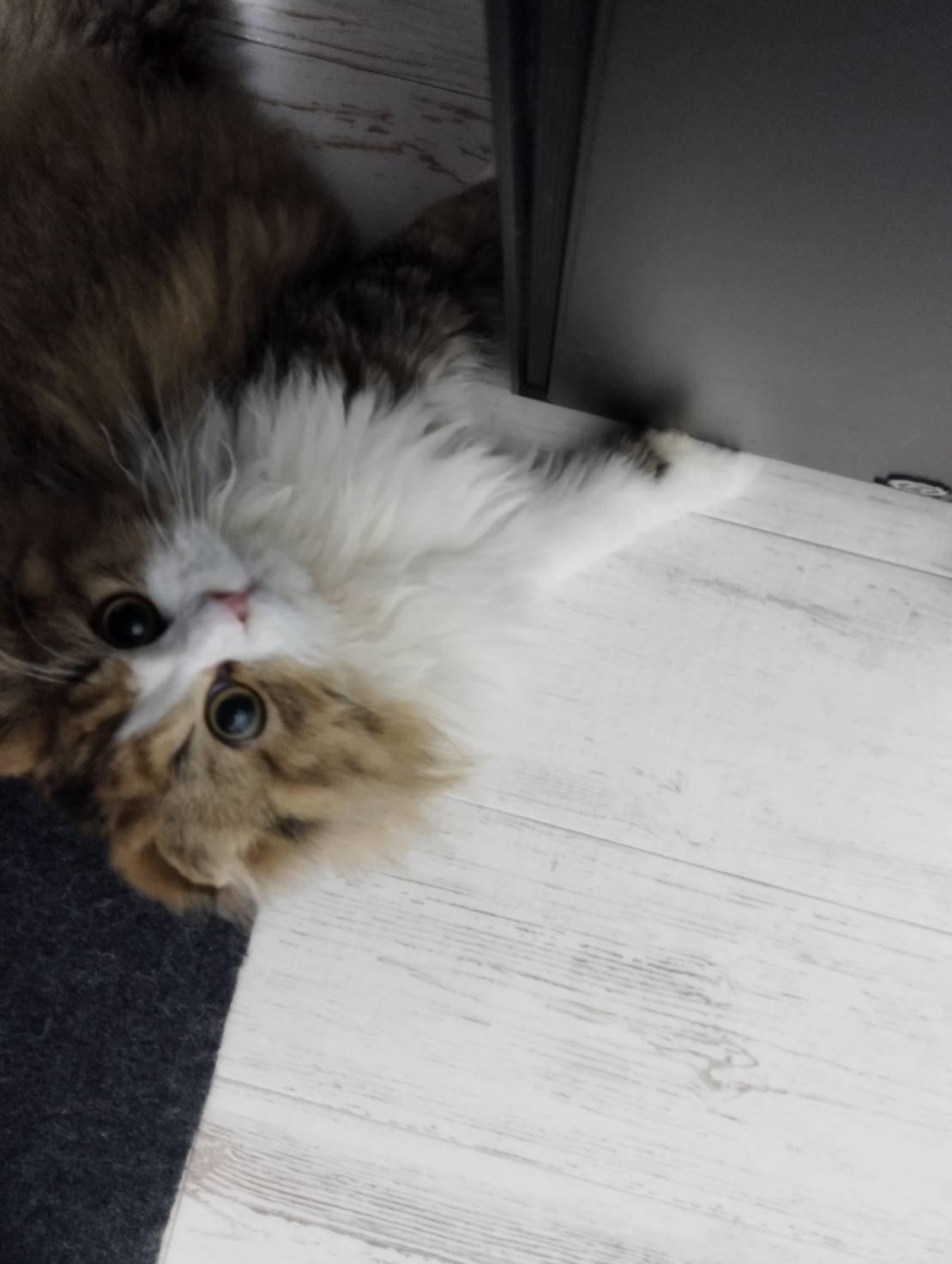 ゆん フォロバ強化中🌺