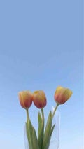 の