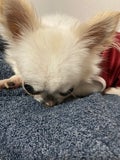 まな
