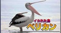ペリカン
