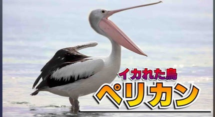ペリカン