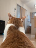 にこまる