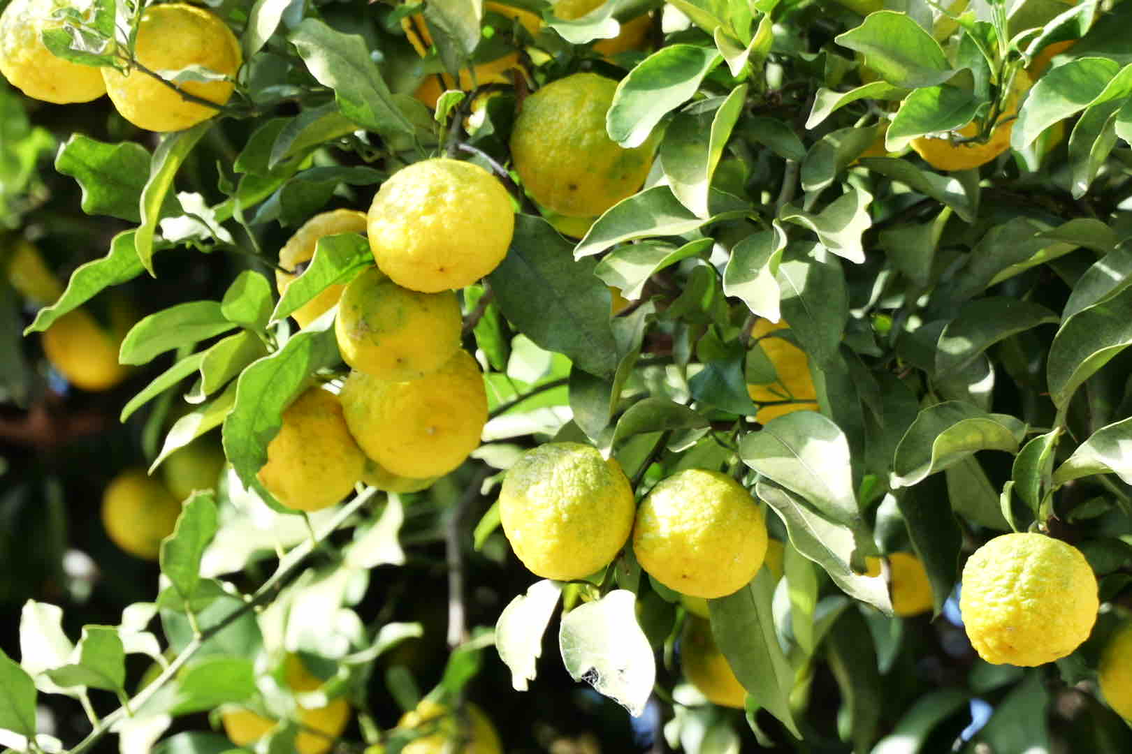 柑橘るい🍋フォロバ100