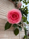 sweet.S