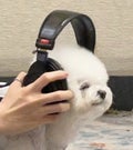 ロイヤルパン