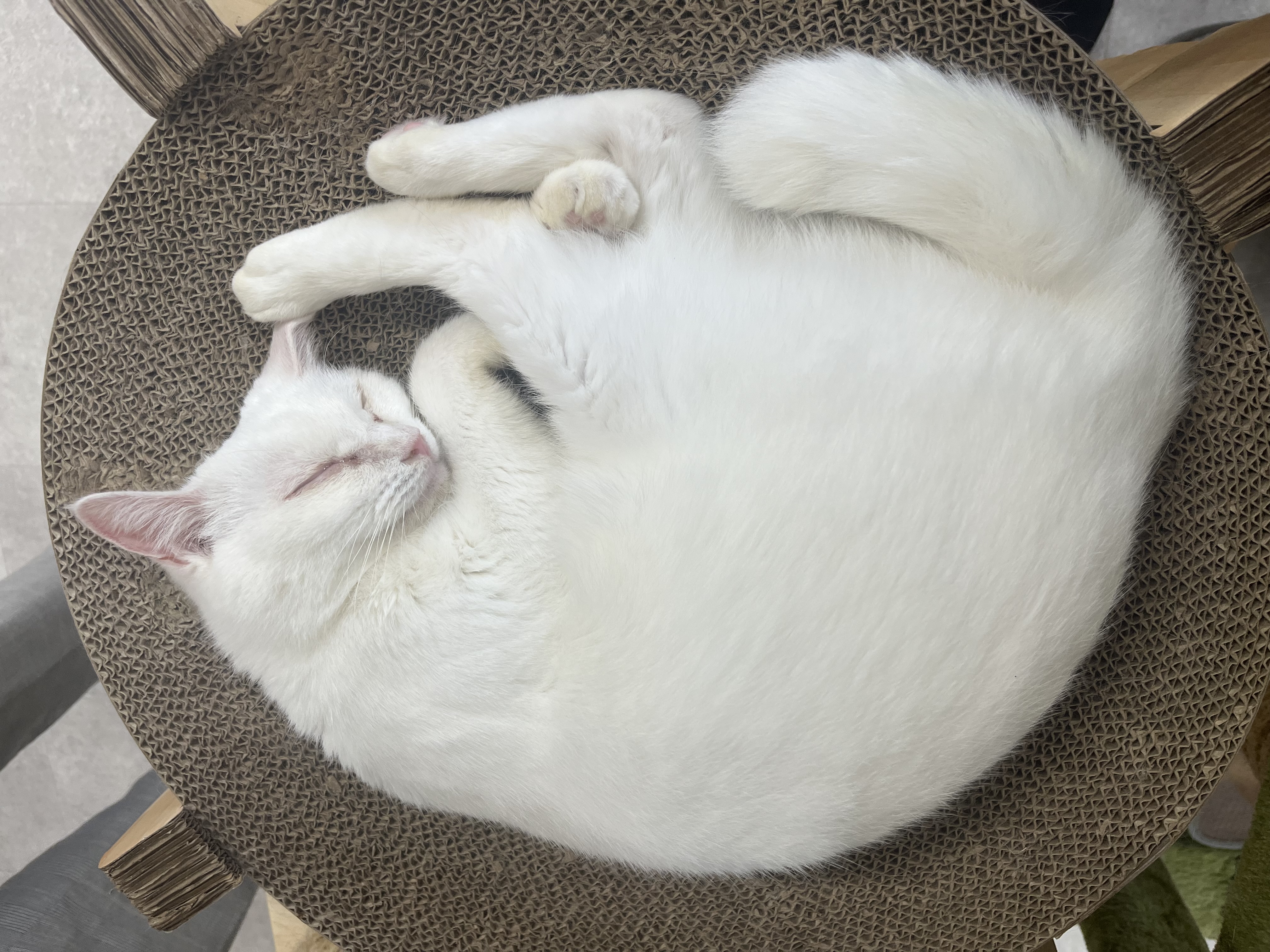 もっちりん🫧フォロバ100