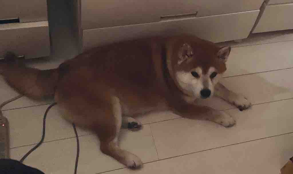 シモ.ヘイヘ田中フォロバ100