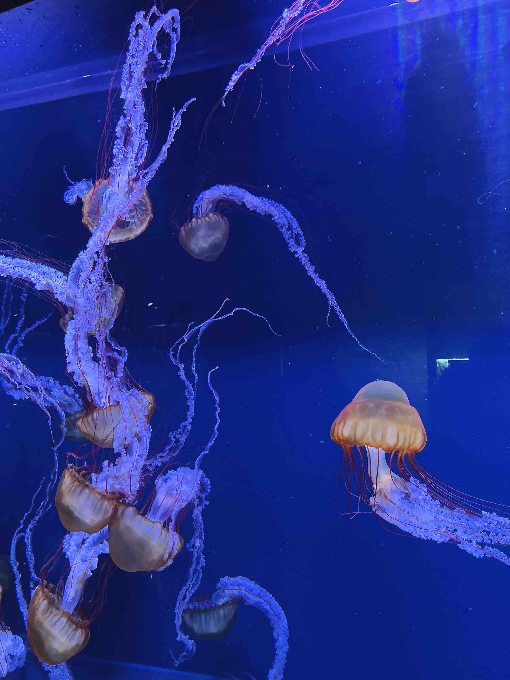 いっぱいのもち