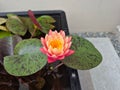 かいな