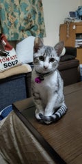 マサハル