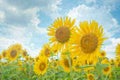 ひまわりいろ🌻