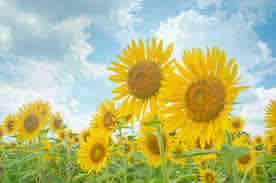 ひまわりいろ🌻