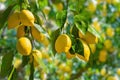 lemon🍋フォロバ100🤙