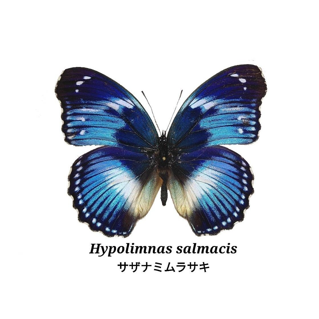 かんちゃん🦋サザナミムラサキ 🌟使いきり頑張り中❣️ 