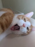 きなこ