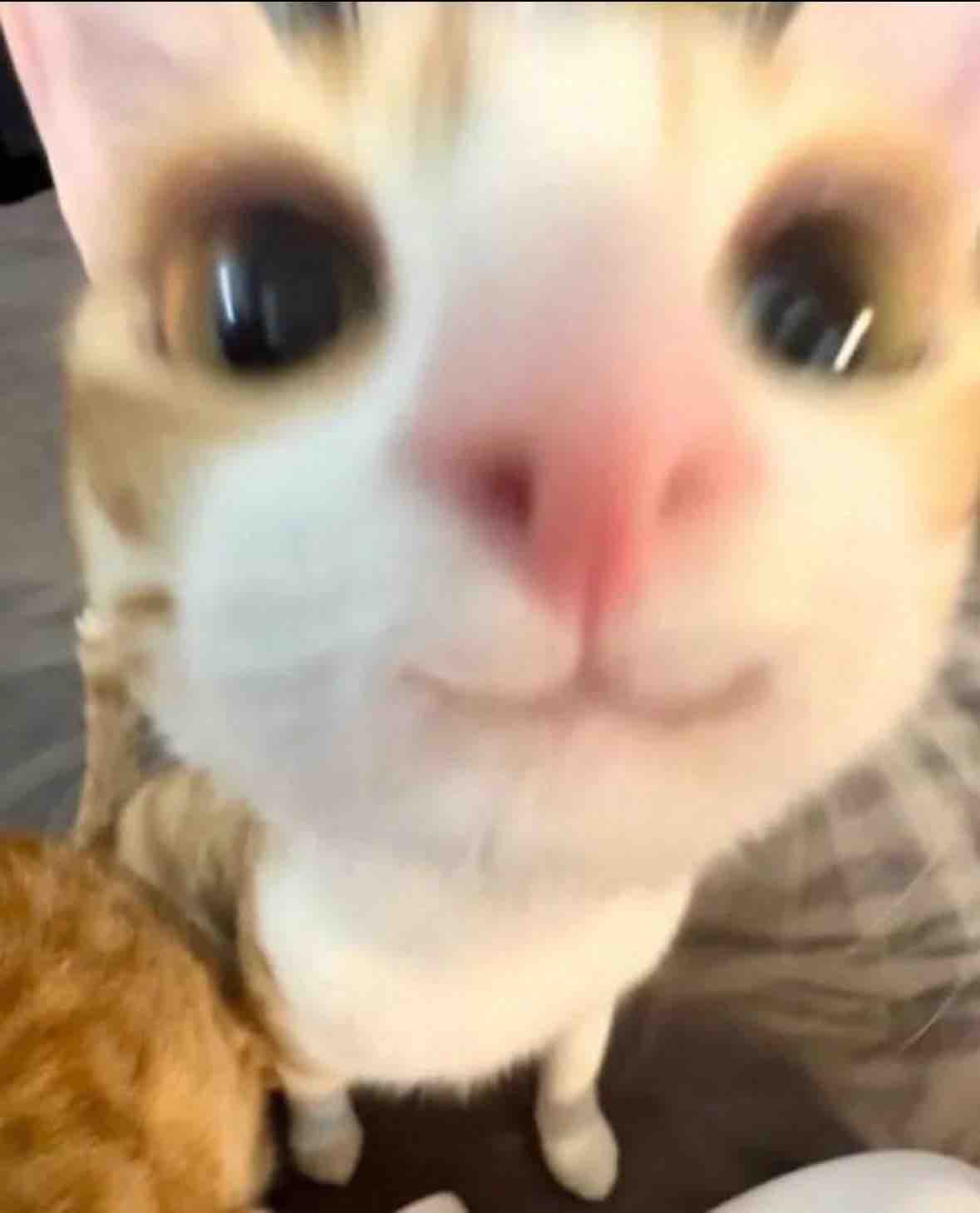 きゅるりきゅうり