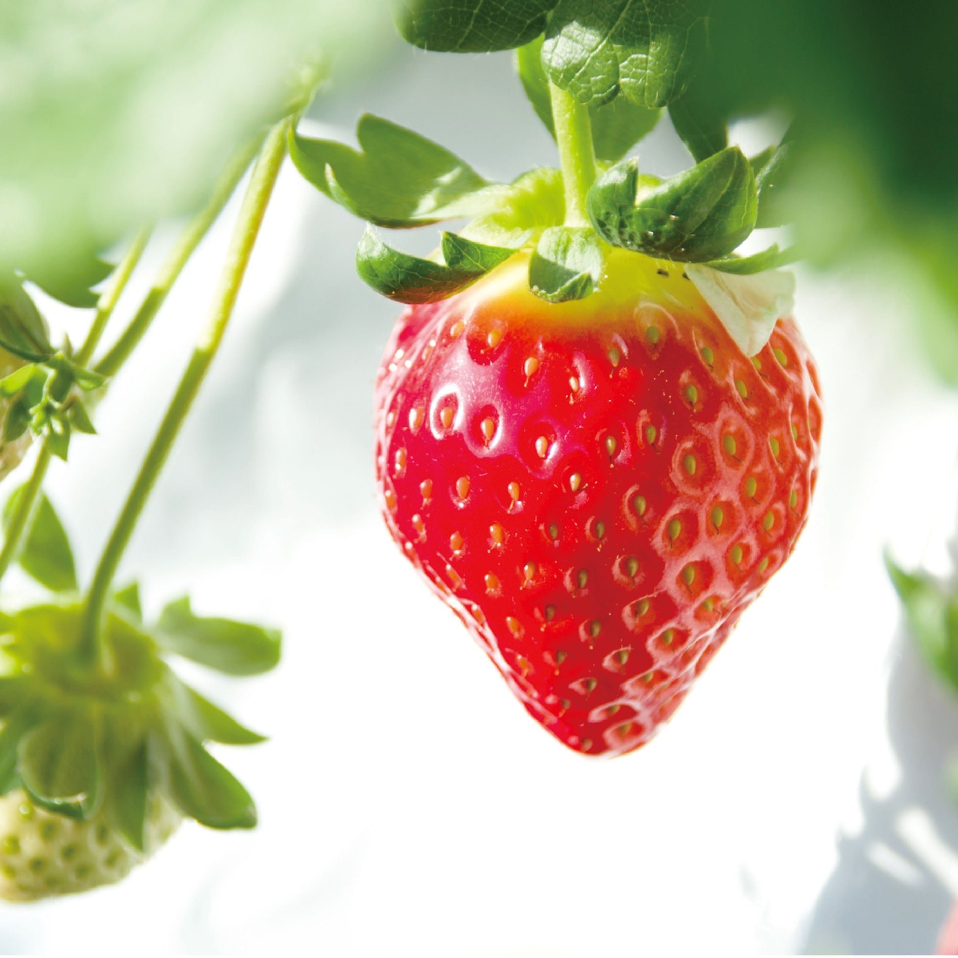 いちごちゃん🍓フォロバ100