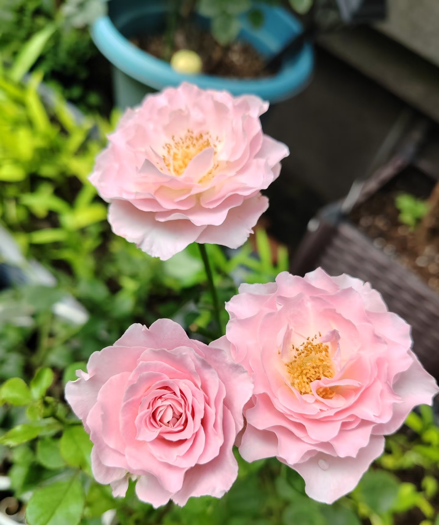 月花@フォロバ100