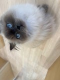 えむ
