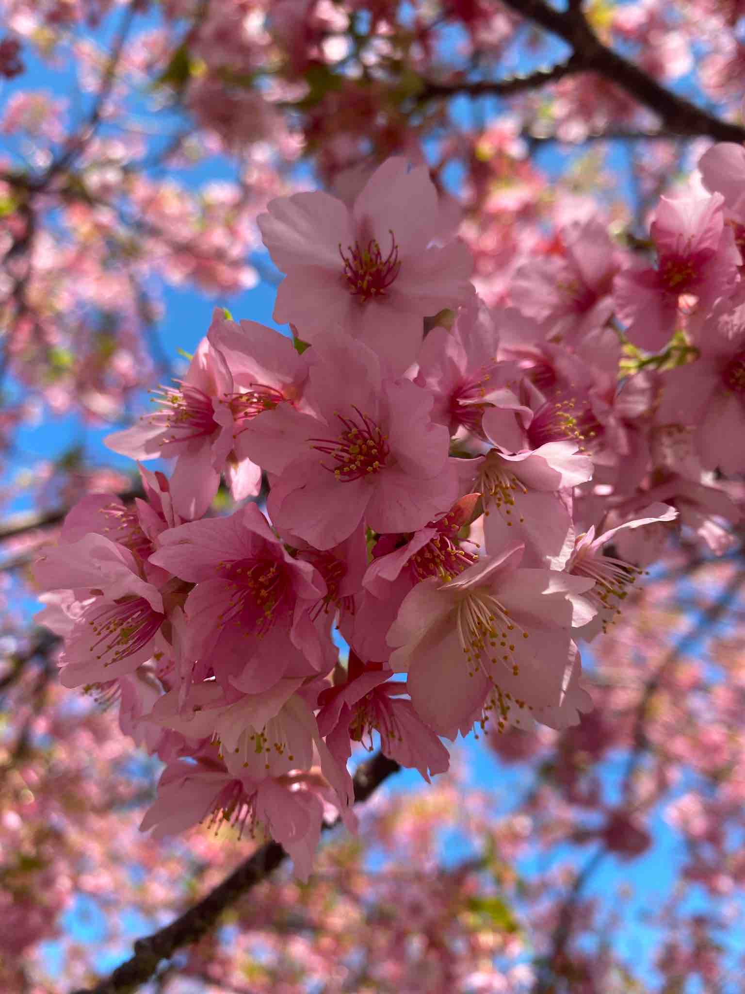 さくらわらびもち