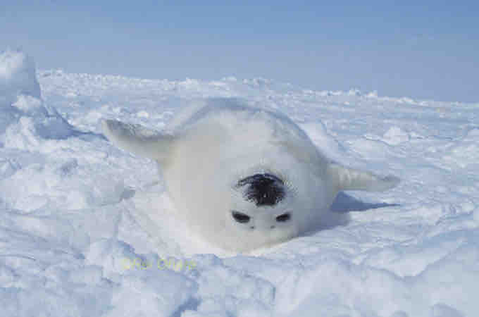 Seal_xxx_xxx