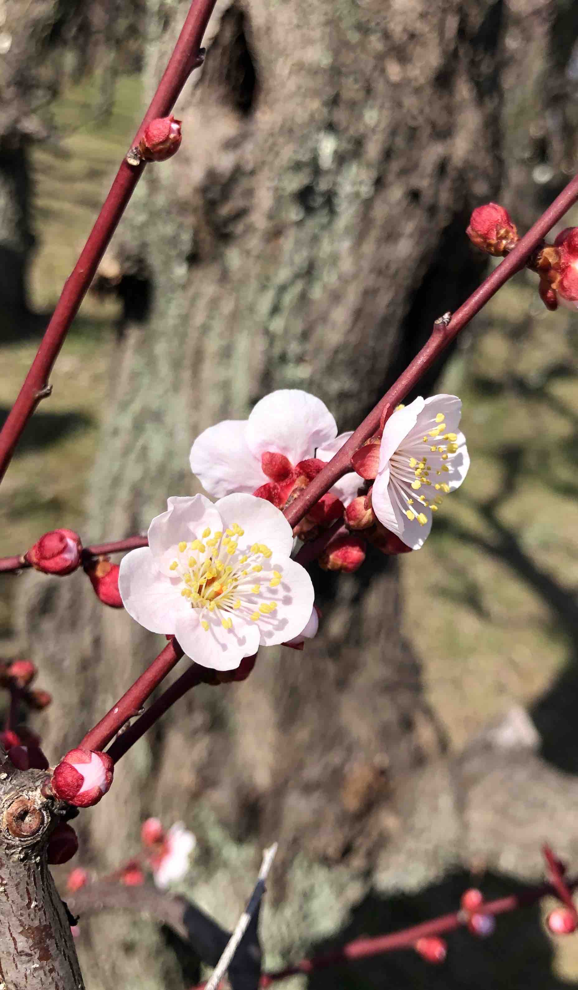 ❉ ウメコさん ❉
