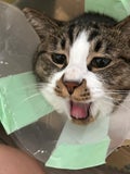 ひめか