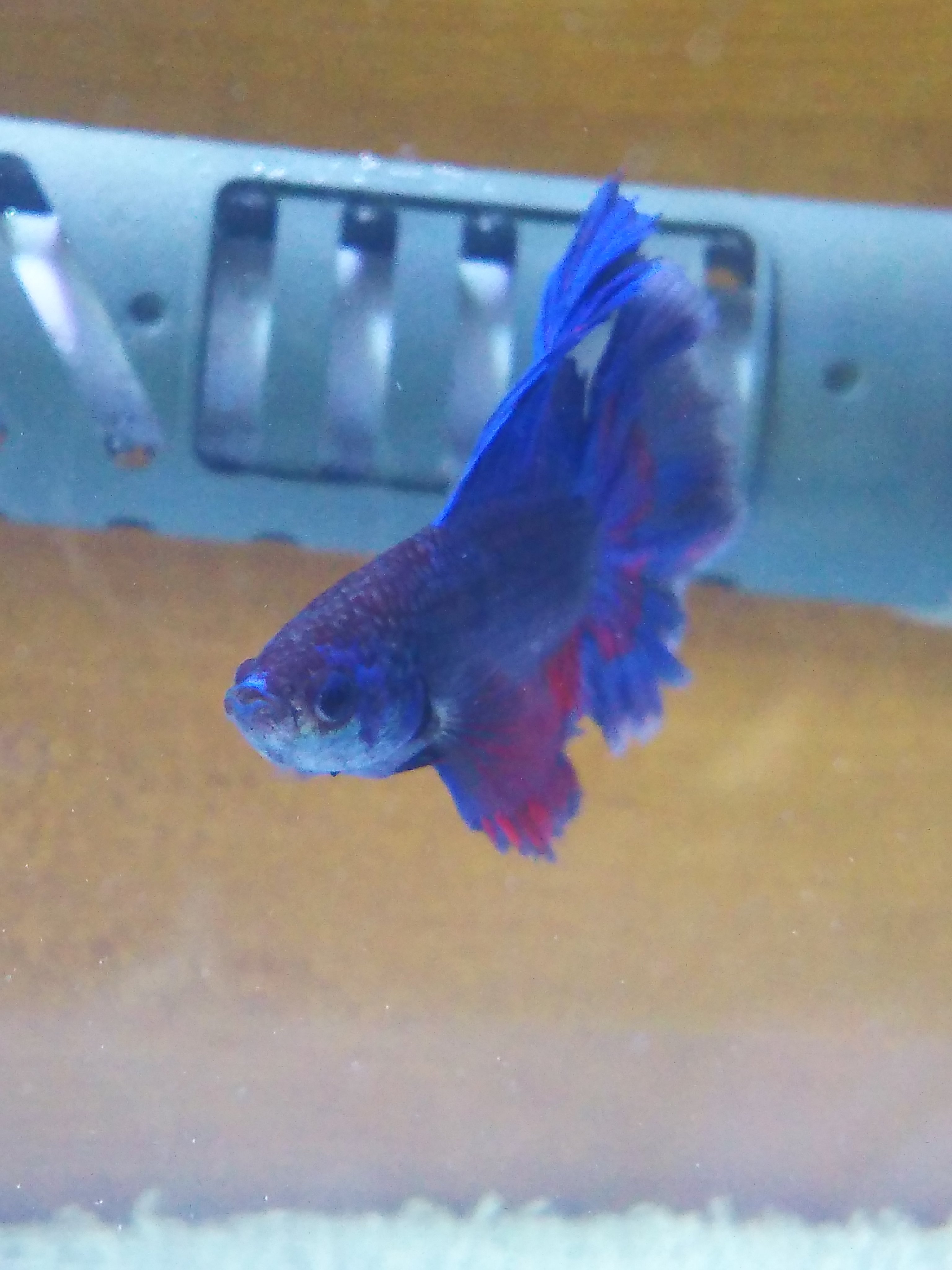 とりま🌸🍁フォロバ100