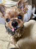 まめたん