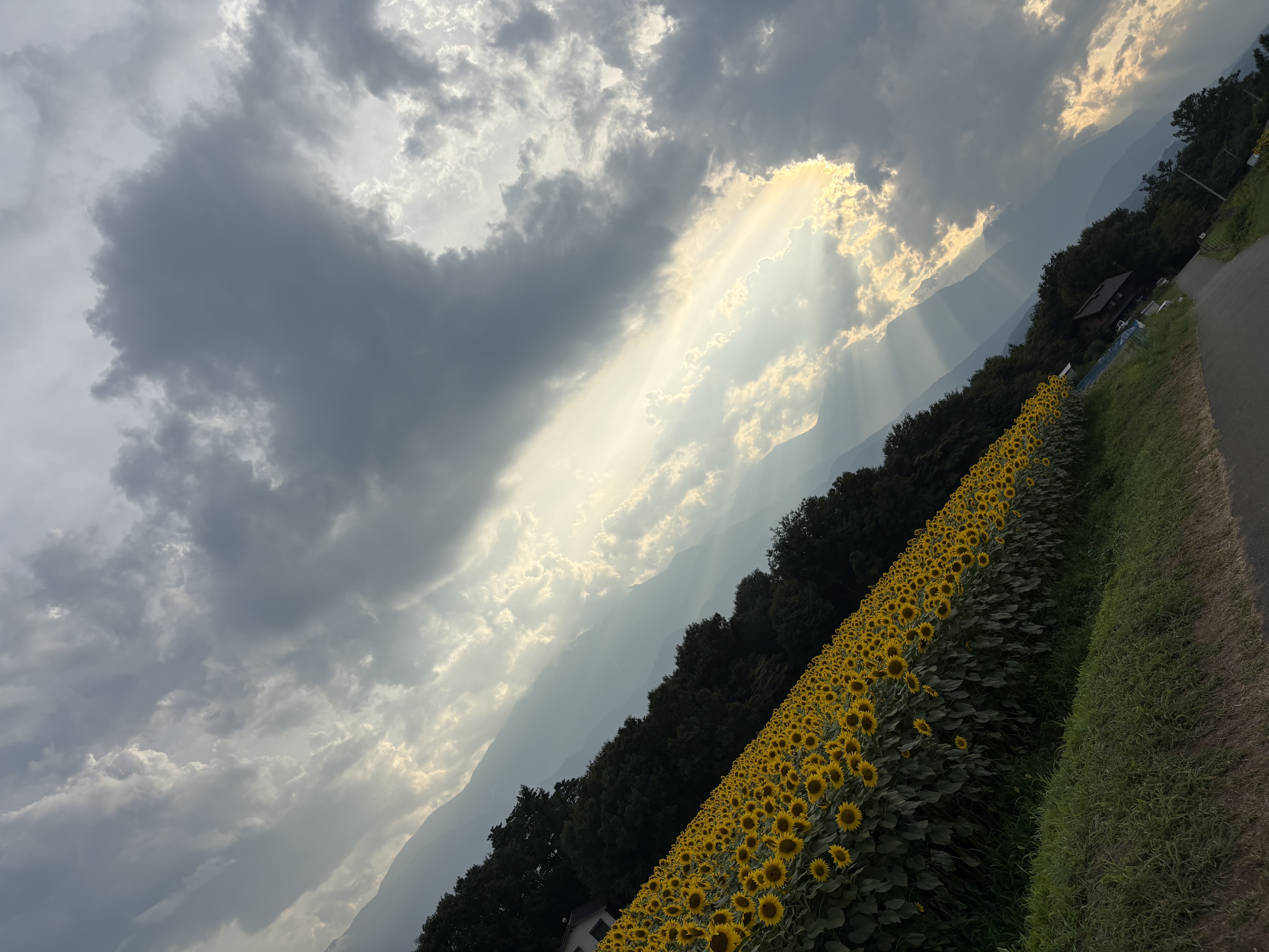 ひまわり フォロバします！