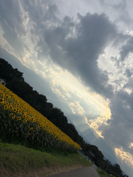 ひまわり フォロバします!