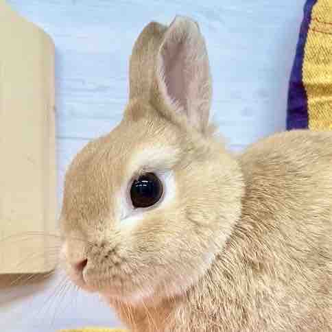 うさ@薄肌🐰フォロバ相互希望