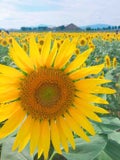 みみ🌻