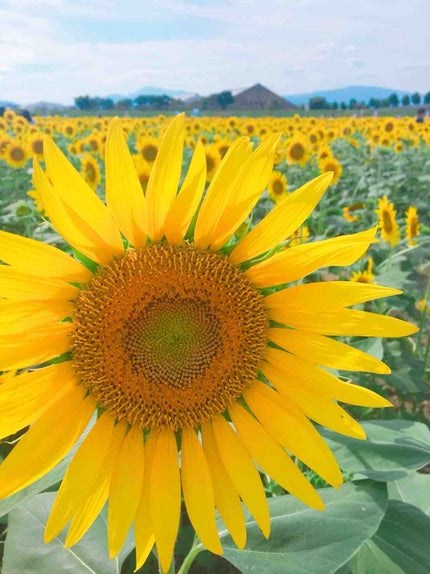 みみ🌻