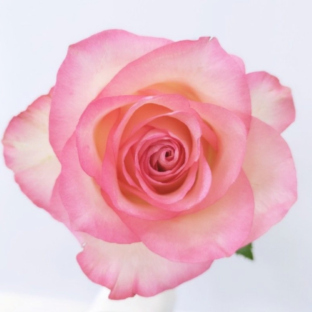 ぱすと🔰たまにフォロバ