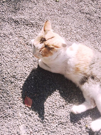 reo 🐈️