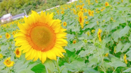 ゆずき🌻フォロバ