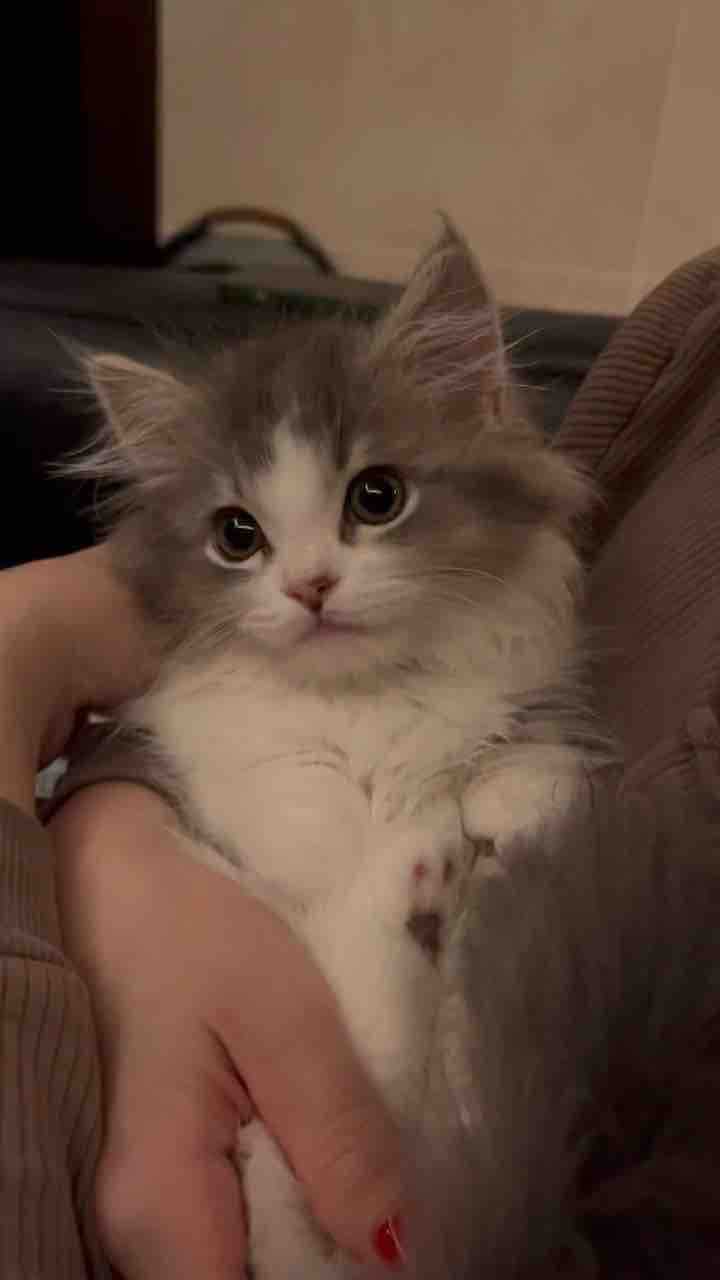 Y🍓フォロバ100%