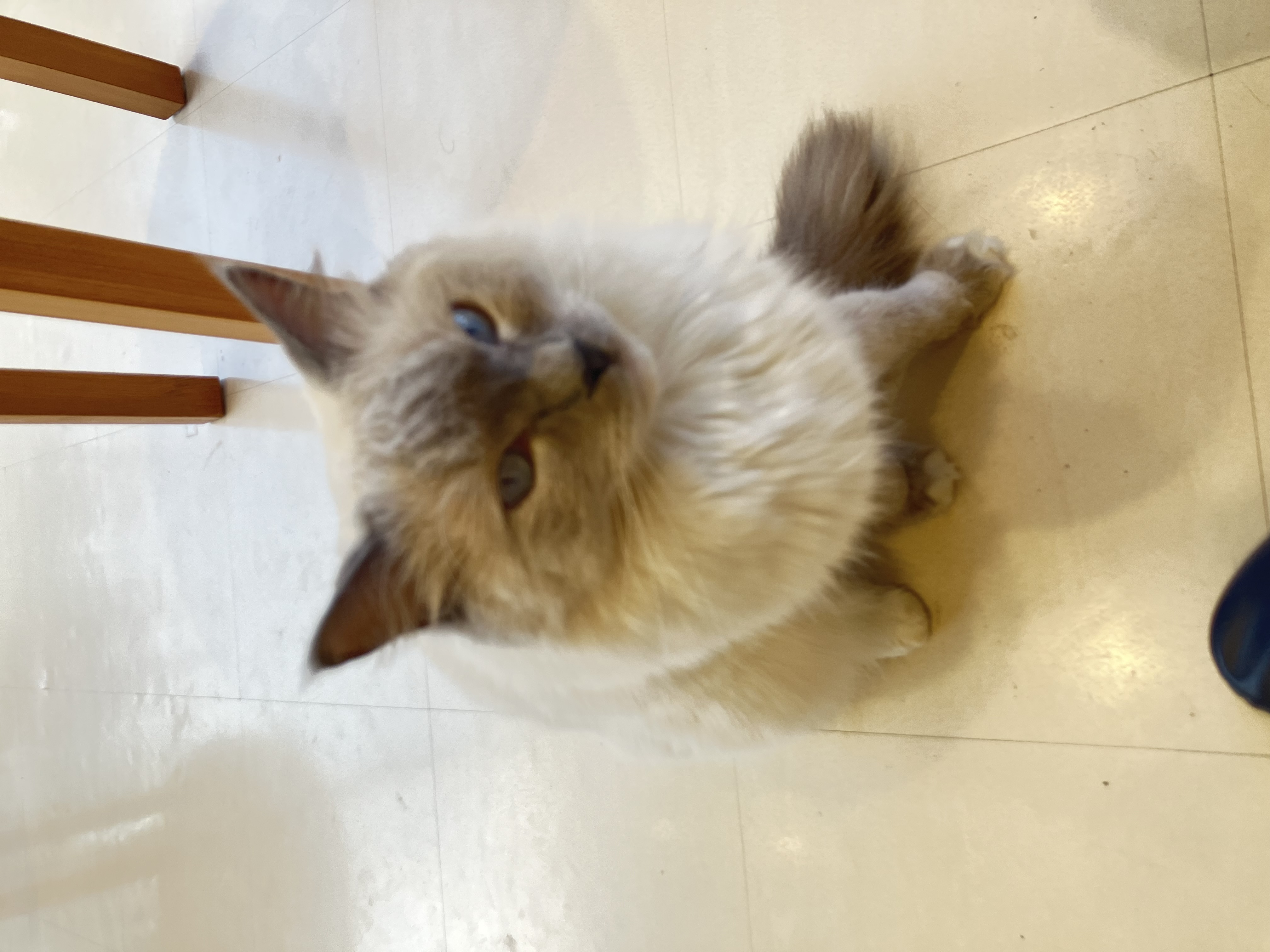 あまみね🐈‍⬛🎀フォロバ