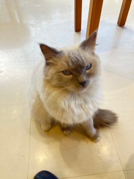 あまみね🐈⬛🎀フォロバ