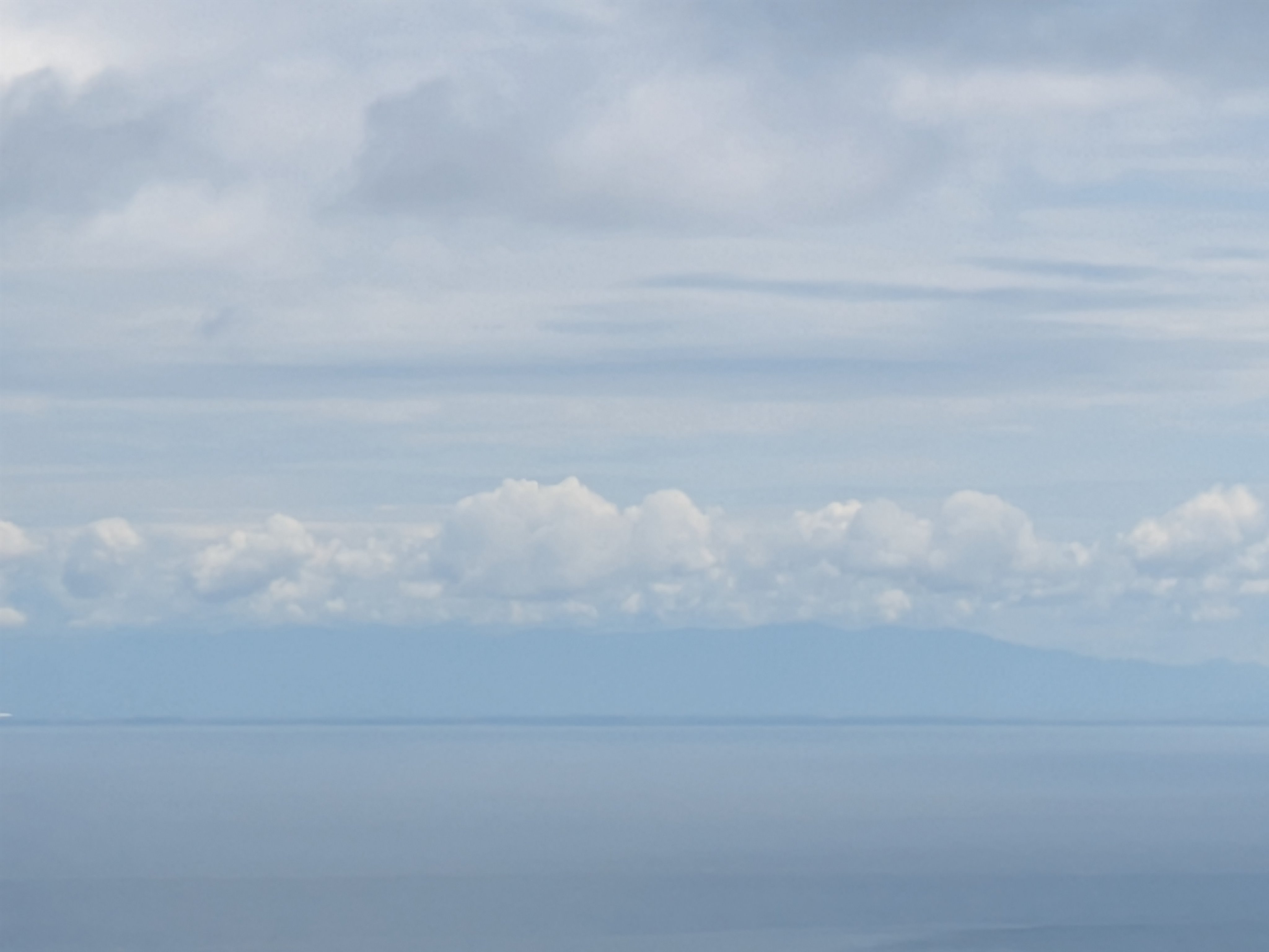 こむぎ フォロバ100%