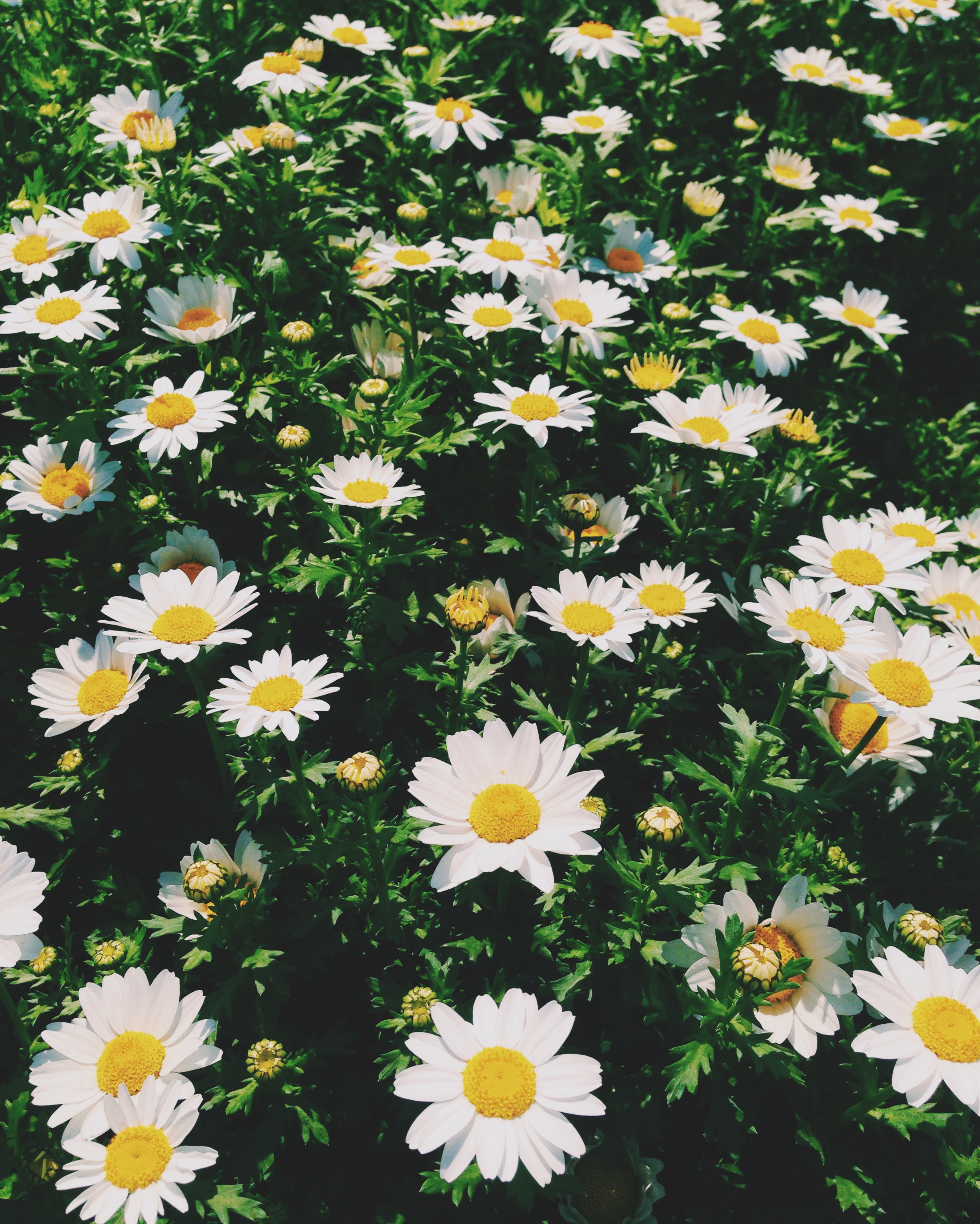 くまころ🐻ﾌｫﾛﾊﾞ100(ﾘﾑﾌﾞﾛ)