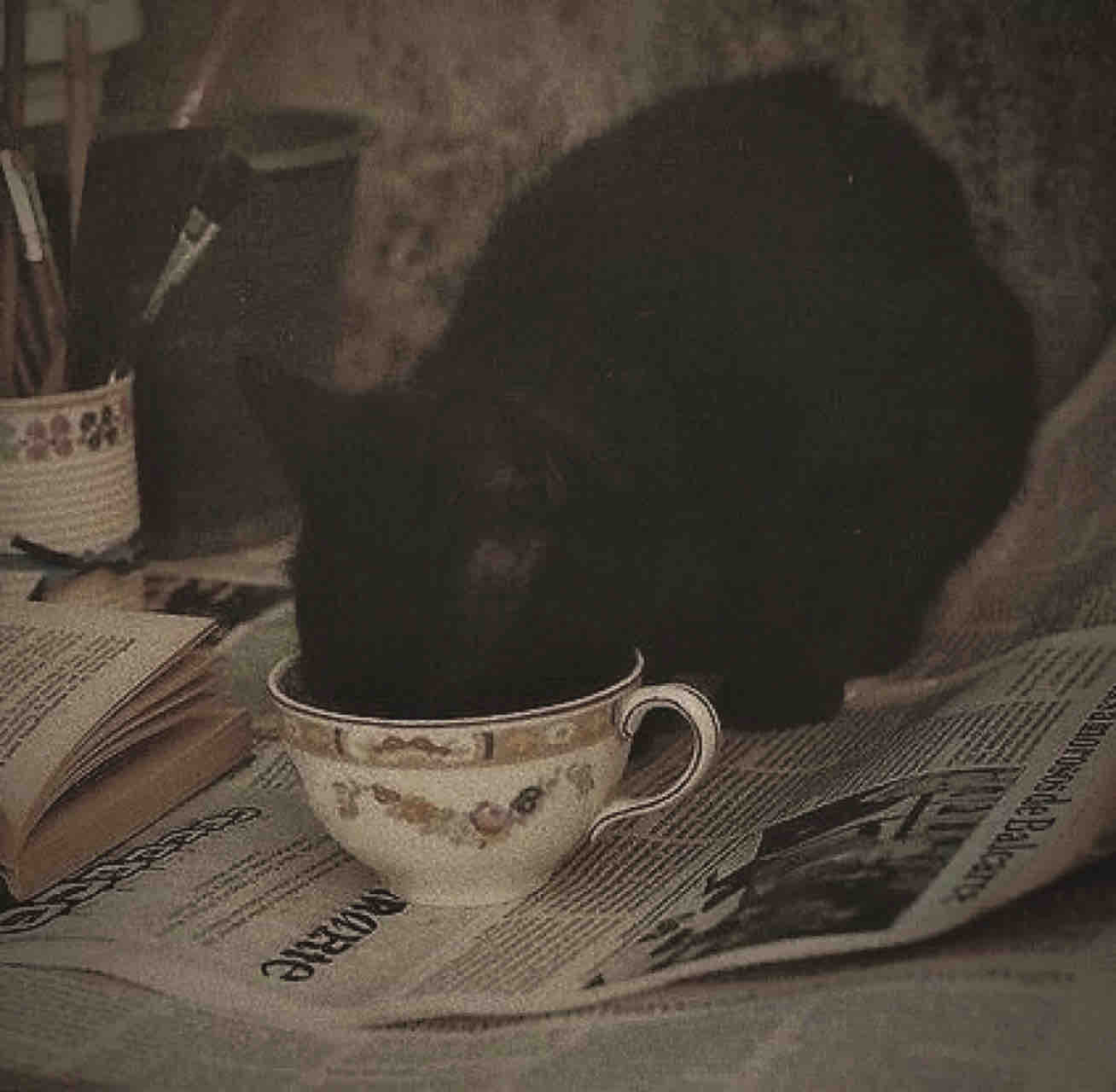 カリスト@フォロセ