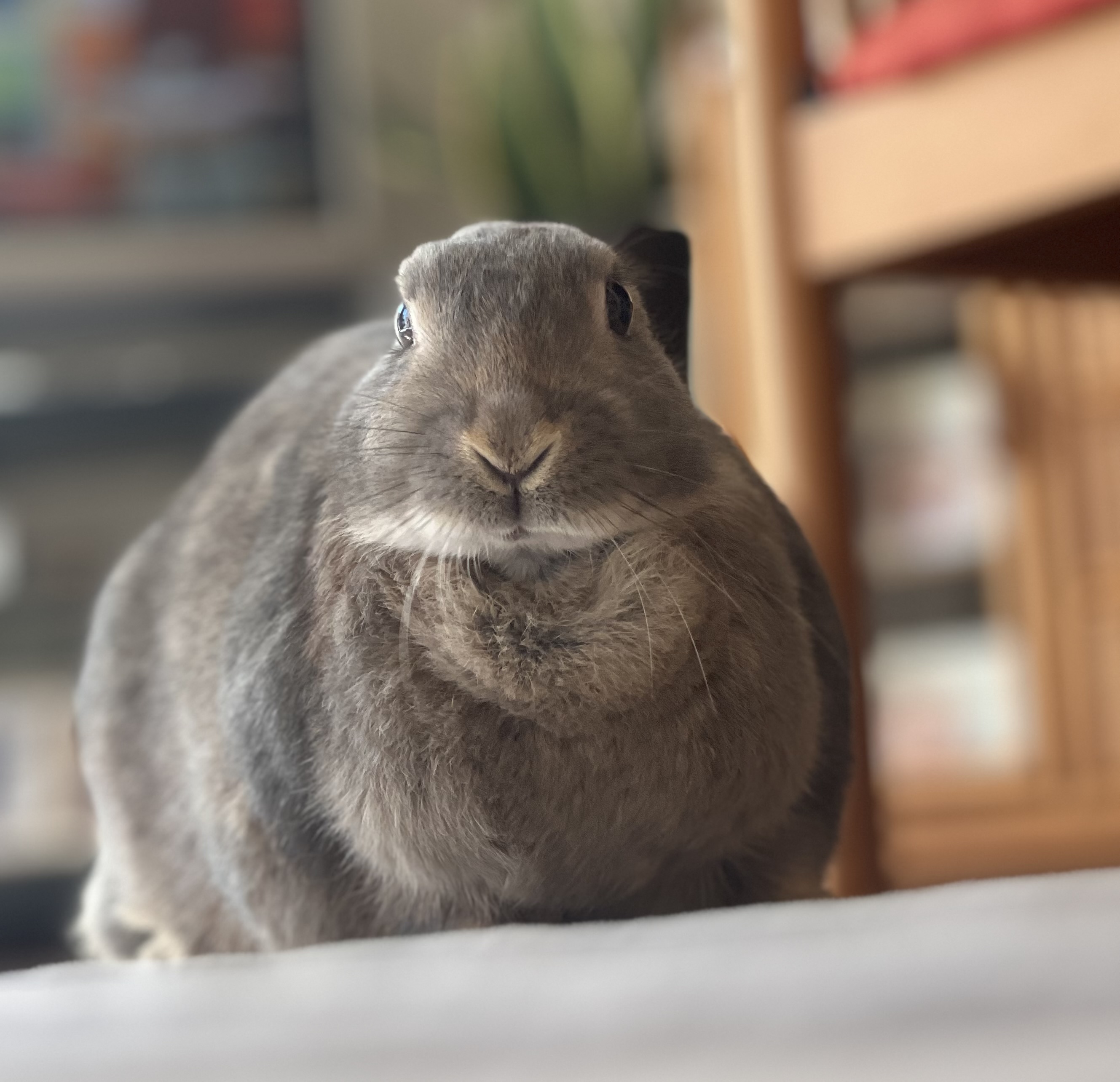 🐎🐾chiho🐎🐾