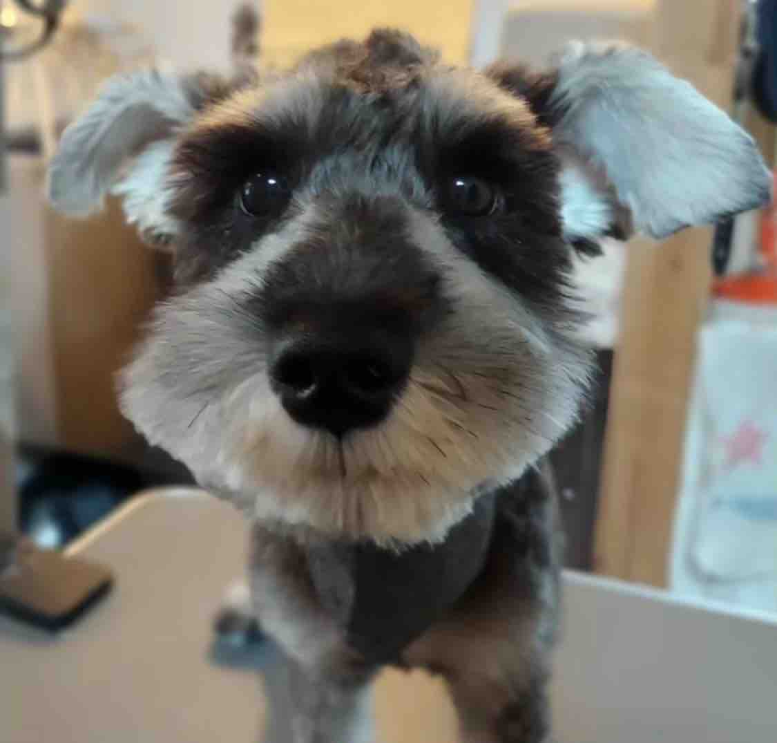 愛犬可愛すぎる