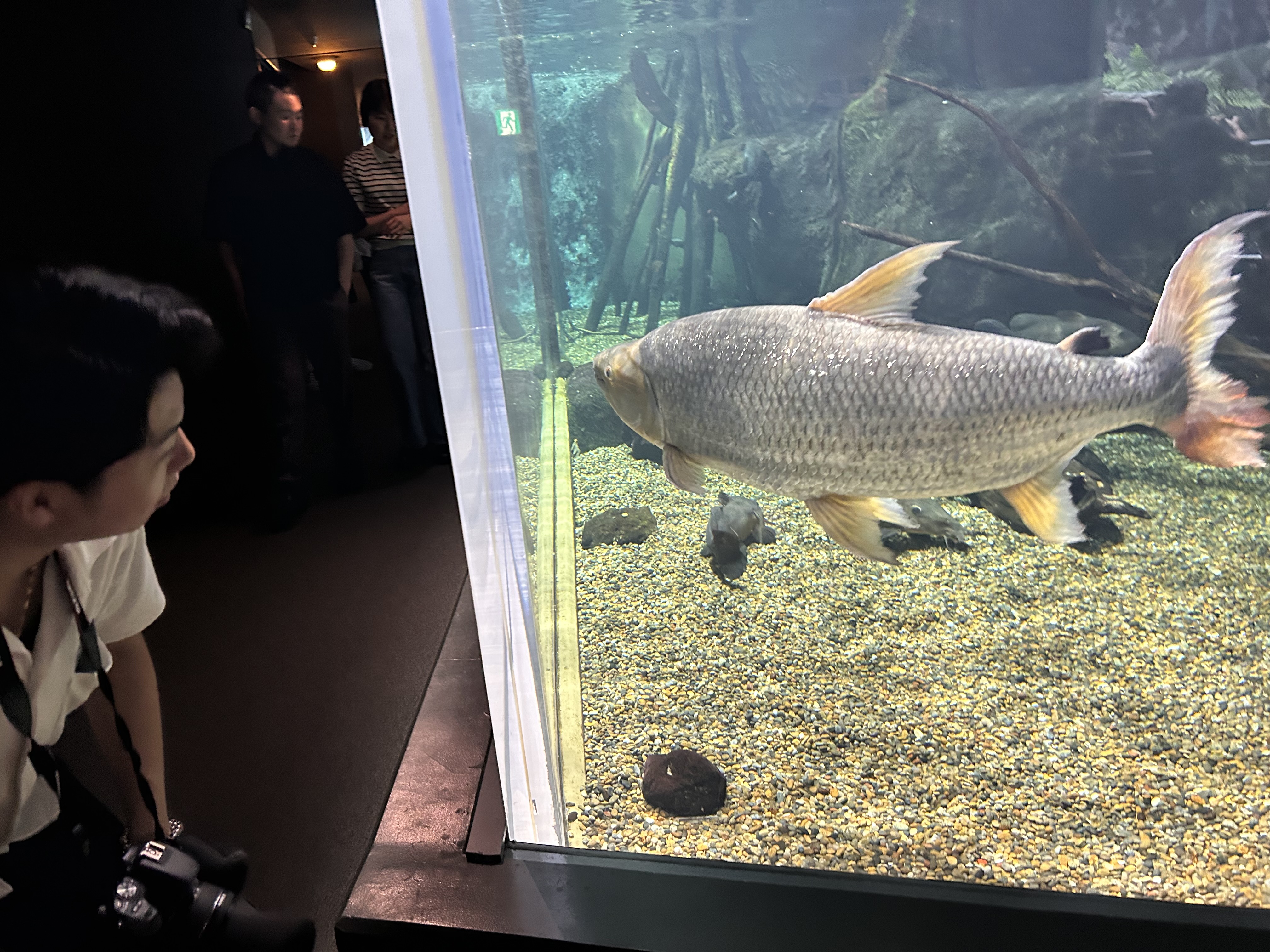 🅃🅂🅄🄺🄰🅂🄰