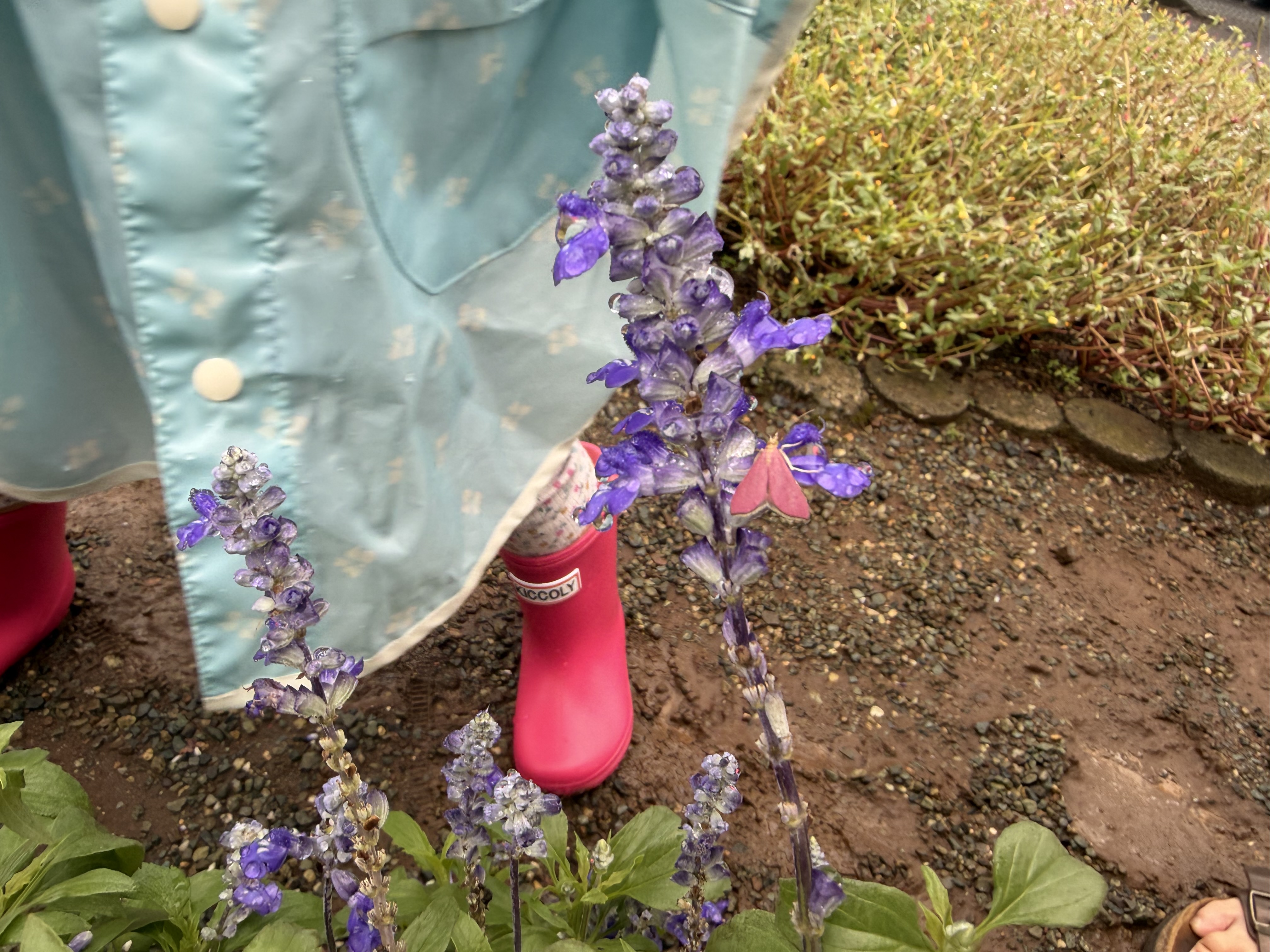 りさこ@@@フォロバ