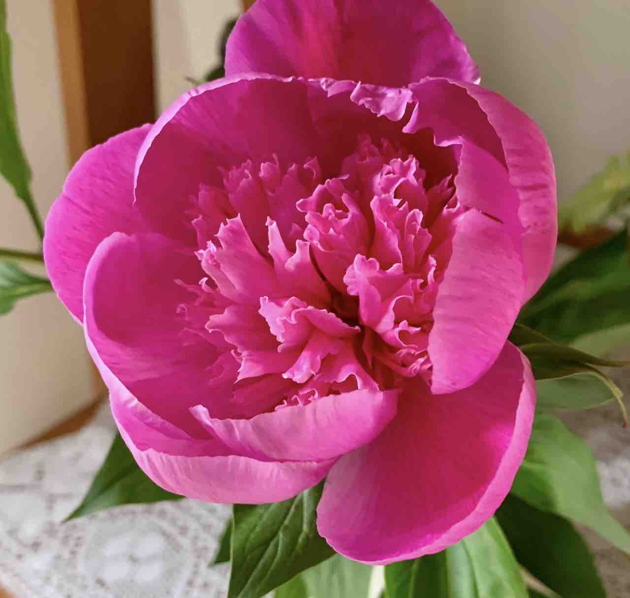 hana✿︎フォロバ