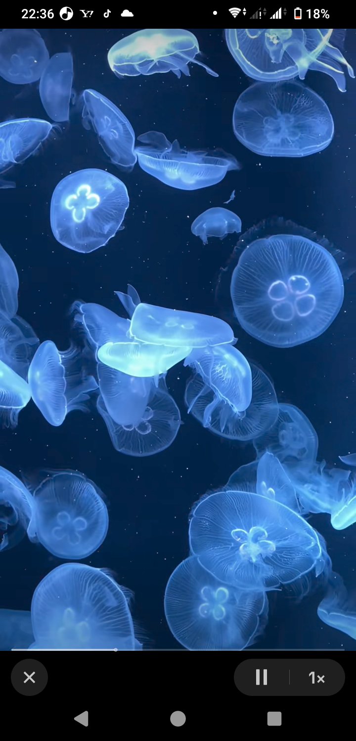 𝙞𝙧𝙤.🪽🫧